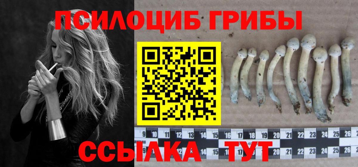 Псилоцибиновые грибы Psilocybine cubensis Карталы